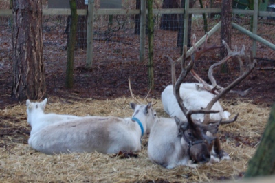 Santa's Reindeer at Center Parcs Sherwood Forest