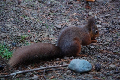 Red Squirrel at Whinfell Forest Center Parcs near the Lake Districts