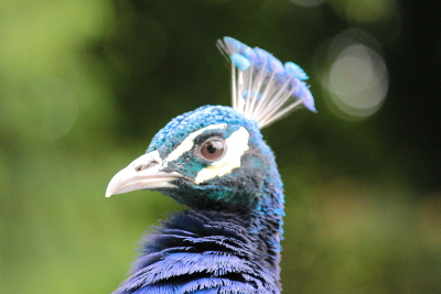 Peacock at Dartmoor Zoo, Devon