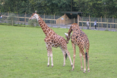 Giraffe zoo animals at Folly Farm in Wales