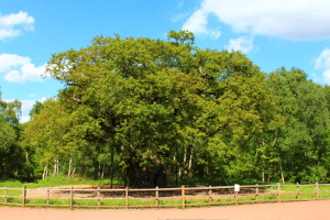 The major oak at Sherwood Forest