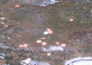 Coins thrown into the water where the ducks are at Tropical World Leeds