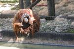 dudleyzoo-08