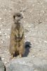 dudleyzoo-09