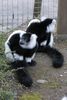 dudleyzoo-16