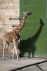 dudleyzoo-20
