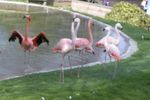 dudleyzoo-22