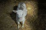 childrenfarm05