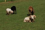 childrenfarm06