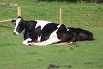 childrenfarm12