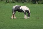 childrenfarm14