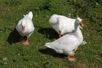 childrenfarm27