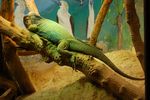 London Zoo
