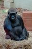 londonzoo04