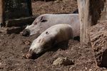 londonzoo05
