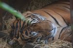 londonzoo06