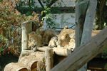 London Zoo