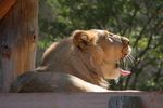 londonzoo08
