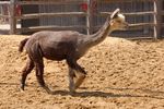 londonzoo10