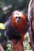 londonzoo22