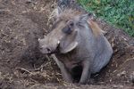 londonzoo23