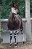 londonzoo24