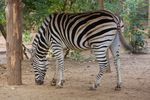londonzoo25