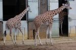 londonzoo26