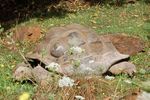 londonzoo27