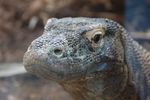 londonzoo28