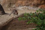 londonzoo30
