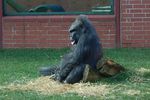 Day out at Twycross Zoo