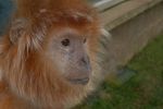 twycrosszoo02
