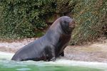twycrosszoo03