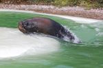 twycrosszoo04