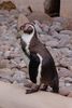 twycrosszoo05