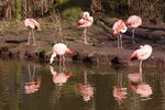 twycrosszoo08