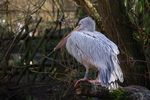 twycrosszoo11