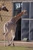 twycrosszoo14