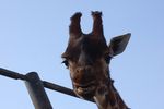 Day out at Twycross Zoo