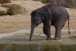 twycrosszoo18