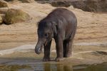 twycrosszoo19