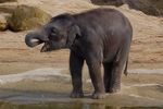 twycrosszoo20