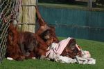 twycrosszoo25