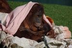 twycrosszoo26