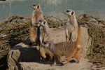 twycrosszoo28