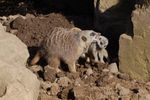 twycrosszoo29