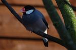 twycrosszoo34