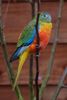 twycrosszoo35