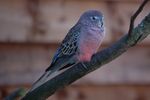twycrosszoo36